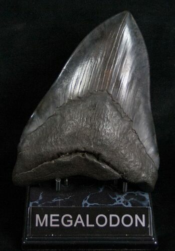 Megalodon Tooth - Great Blade #6310